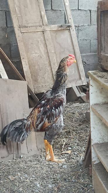 eagle: Продаются майские 🐓🐓🐓 — 3
