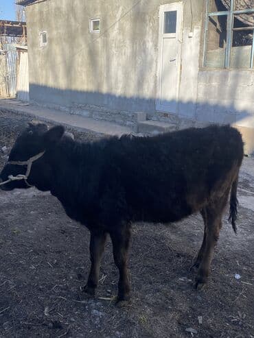 в добрые руки собаку: Продаю | Музоо, торпок — 4