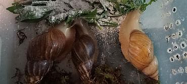 тун азык: Улитки ахатины — 3 взрослые особи. - Окрас разный, крепкие раковины — 2