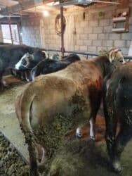 продаю музоо торпок корова самка бык самец айрширская ангус алатауская на забой для разведения на откорм племенные нетель привязанные: Продаю | Бык (самец) | На откорм | Привязанные — 5