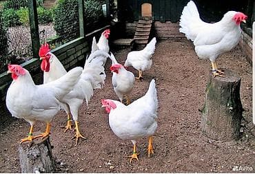 Животные: Продаю | Куры | Леггорн | Несушки — 1