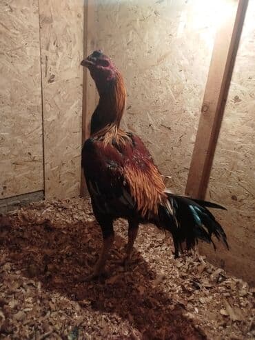 сельскохозяйственные животные продажа: Продаю | Куры — 7