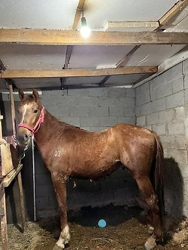 продаю кролики: Продаю | Жеребец | Рабочий — 1