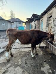 купить рабочую охотничью собаку: Продаю | Корова (самка), Тёлка | Симментальская | Для разведения | Не стельные — 1