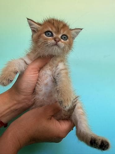 девон рекс котята: Скотиш Фолд (Шотландская вислоухая), 1 месяц, Мальчик, Золотая шиншилла, Приучена к лотку — 9