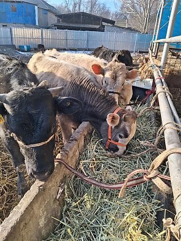 Продаю | Бык (самец) | Полукровка | На откорм | Искусственник