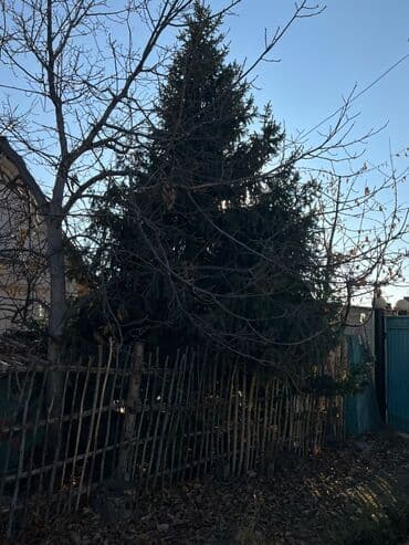 прихожка шкаф: Саженцы деревьев: Ели — 1