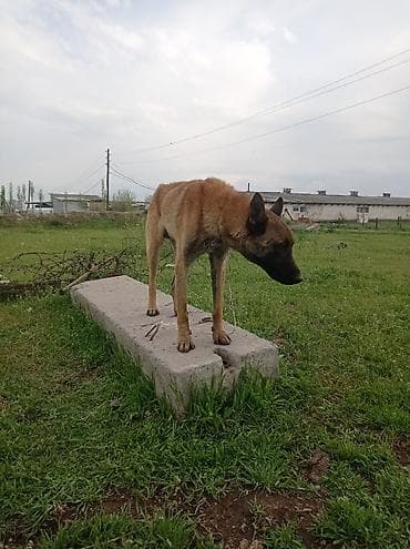 бельгийская кошка цена: Бельгийский Жана немецкий овчарка Экоотен мал айдайт. Бельгийский — 5