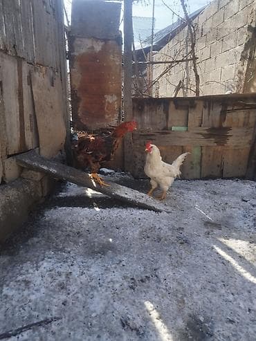 брама кохинхин: Продаю | Петух | Домашняя | На забой, Для разведения — 5