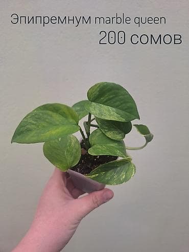 кочот карлик: • Комнатные растения (укоренённые черенки/детки/молодые — 5