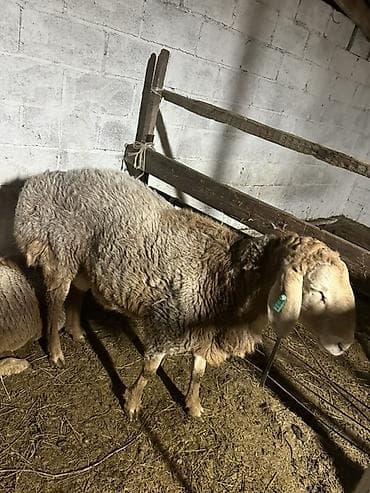продажа баранов: Продаю | Баран (самец) | Арашан | Для разведения | Матка — 3
