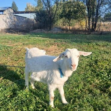 племенные коровы молочные купить: Продаю | Козёл (самец) | Для разведения — 2