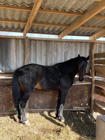 Грызуны: Продаю | Жеребец | Конный спорт — 5