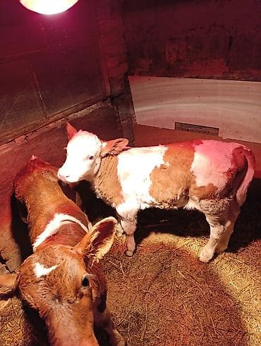 симментал уйлар: Продаю | Тёлка | Для молока — 1