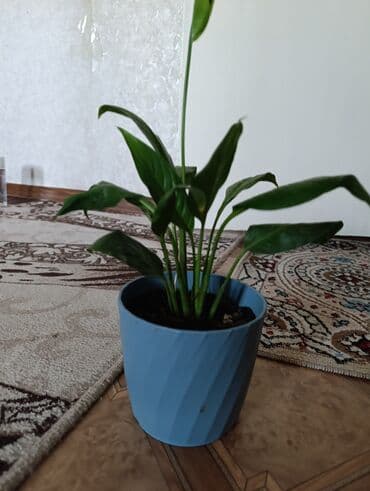 облепиха саженцы: Саженцы цветка: Платная доставка — 2