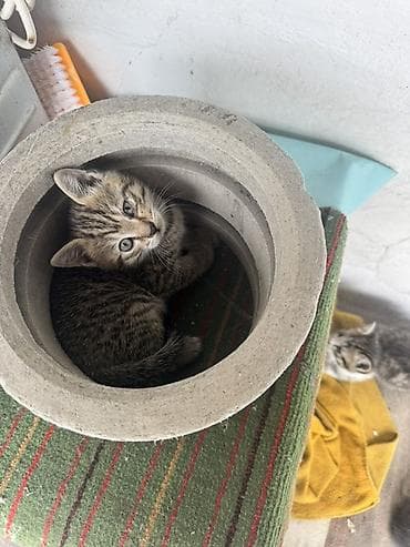 животные кошки: Котята, отдам в хорошие и золотые руки😉 Описание: - Милые полосатые и — 3