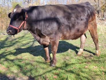 зоомагазин бишкек с животными: Продаю | Тёлка | Швицкая, Симментальская | Для молока | Стельные, Искусственник, Нетель — 7
