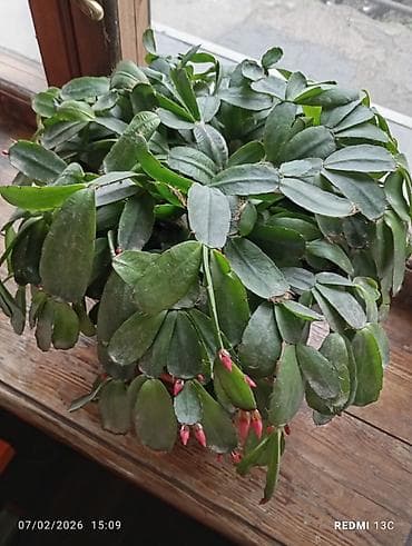 Цветы домашние 1-Антуриум мужское счастье 4х летный в пяти литровом