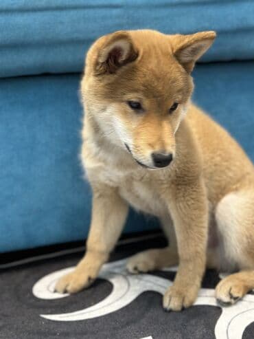 русский терьер: Сиба-ину, 2 месяца, Самец, С прививкой — 1