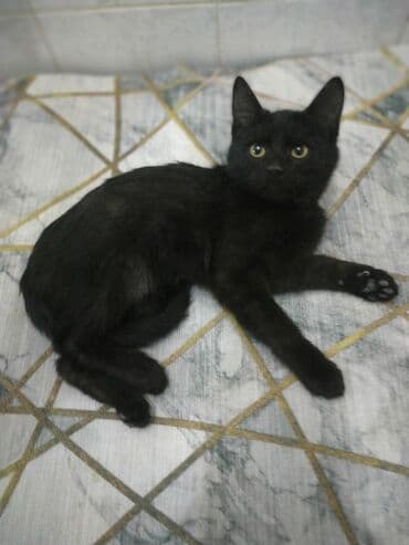 домик для кошек: Кошка даром: Беспородная, 3 месяца, Девочка, Приучена к лотку, Проглистована — 6