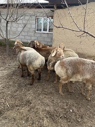 сова купить живая: Продаю | Баран (самец) | Арашан | Для разведения — 6