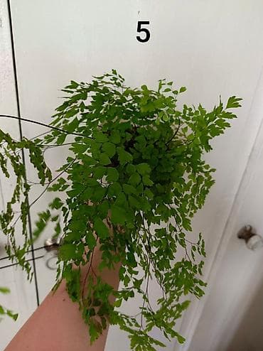 фруктовый себет: 🌿 Продаю Адиантум (Венерин волос) - нежный и очень живучий! Продаю — 2