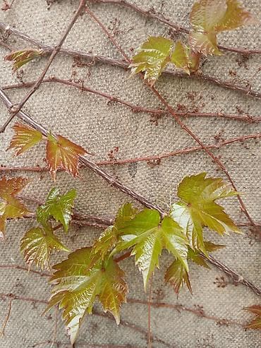 бумажная лоза: Продаю Черенки с корнем от Виноград 'Вичи'. пока что со спящей почкой — 4