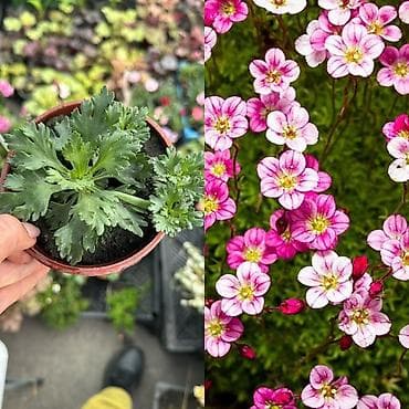 розы рассада: Пеларгонии сортовые — более 200 сортов в наличии - Ассортимент — 6