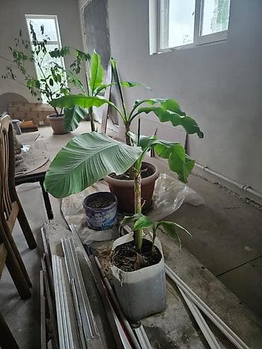 фикус тинеке: Банановые растения (Musa spp.) в крупных горшках — 2