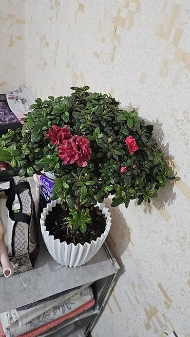 азалия цветы: Азалия (рододендрон) штамбовой формы в горшке - Компактное деревце с — 2