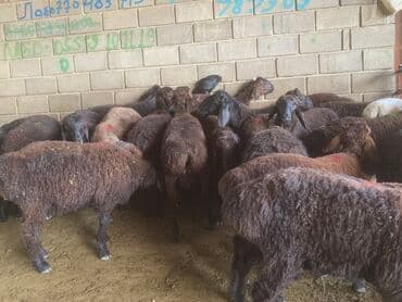 енот живой: Продаю | Овца (самка), Ягненок, Баран (самец) | На забой, Для разведения | Матка, Ярка — 1