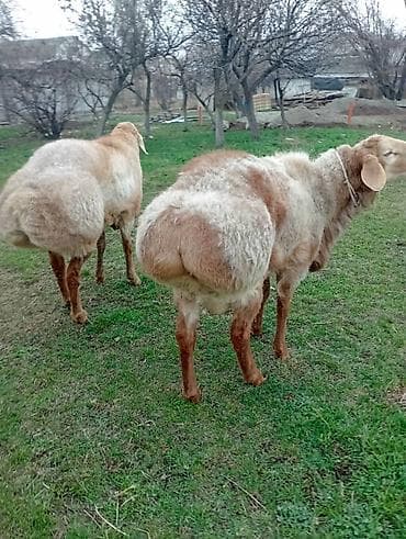 мясо кролик: Продаю | Овца (самка) | На забой | Ярка — 4