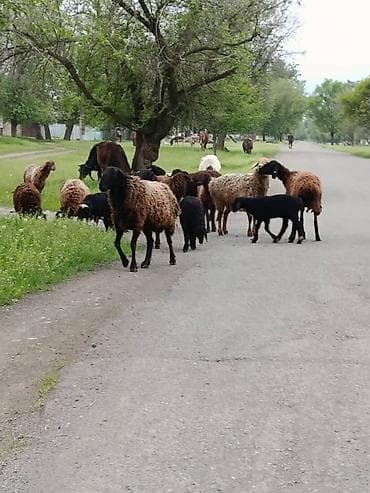 кой: Продаю | Овца (самка) — 1