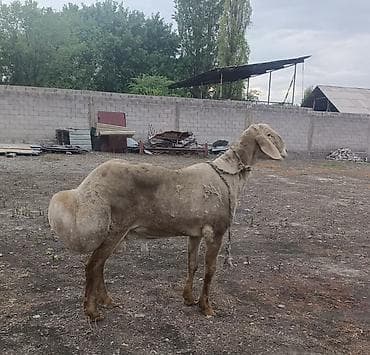 бараний жир: Продаю | Овца (самка) | Для разведения | Племенные — 5