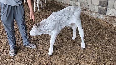 обмен карова: Продаю | Бык (самец) | Швицкая | На откорм, Для разведения, Для молока | Племенные, Искусственник — 5