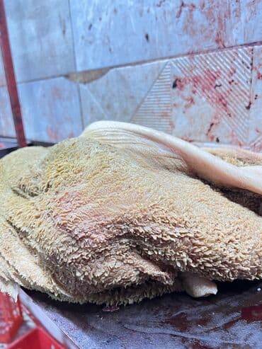 кормушка для баранов: Ниже рыночной стоимости Для собак обрезь,Трибуха. Селезёнки. Лёгкие — 1