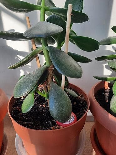 Денежное дерево приносит благополучие в дом, где растет, хорошо at lalafo.kg Денежное дерево приносит благополучие в дом, где растет, хорошо