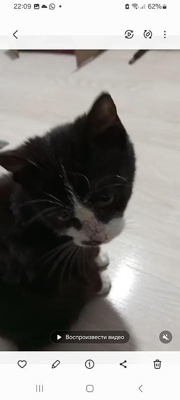 Продажа кошек: 7 месяцев, Мальчик, Проглистована — 2