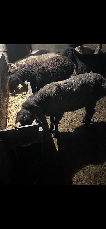 Иттер: Сатам | Ургаачы кой (ургаачы) | Көбөйтүү үчүн — 1