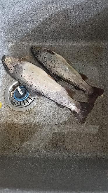 форель рыба: Свежая рыба, целиком, непотрошёная. На фото — две особи с серебристой — 1