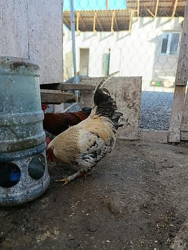 короз сатылат: Сатам | Короздор | Көбөйтүү үчүн — 2