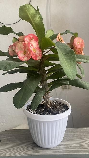 прием вата пух: Молочай Милей (Euphorbia milii), декоративный куст в горшке. - — 2