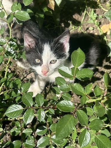 Отдам даром кошку: Котята мальчишки и одна девочка Отдадим в добрые руки ДОСТАВИМ по — 8