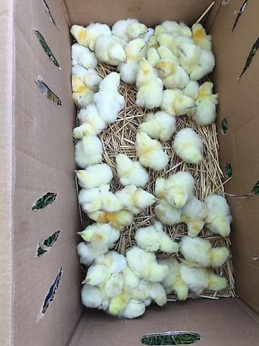 бройлер кур: Продаю | Цыплята | Бройлерная | На забой — 2