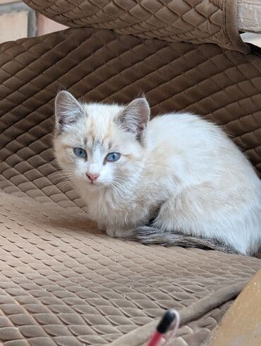 новорожденные котята: 🐾 Очаровательные котята ищут добрые руки! Наша кошка снова стала — 4