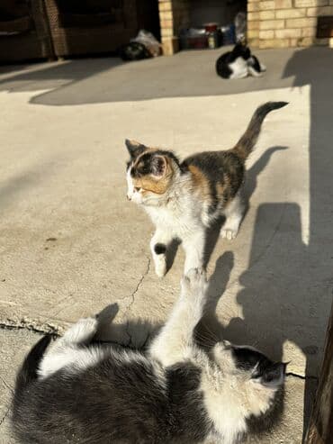 корма для сх животных: Мальчик — 1