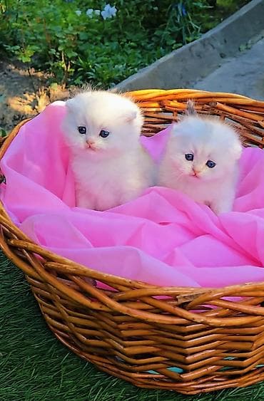 Шотландские котята. Scottish fold окрас серебристая шиншилла at lalafo.kg Шотландские котята. Scottish fold окрас серебристая шиншилла