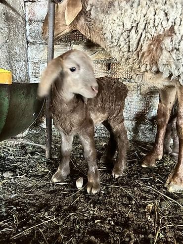 Үй жаныбарлары үчүн товарлар: Сатам | Козу | Көбөйтүү үчүн — 1