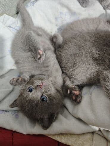 сколько стоит собака далматинец: Скотиш Фолд (Шотландская вислоухая), 1 месяц, Девочка, Голубой — 3