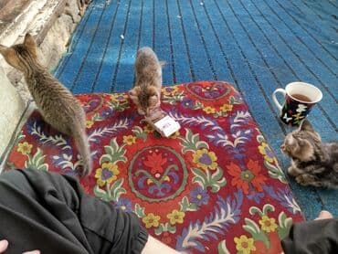 отдам в добрые руки: Породасыз, 3 айлык, Ургаачы, Лотокко барууга үйрөтүлгөн — 2